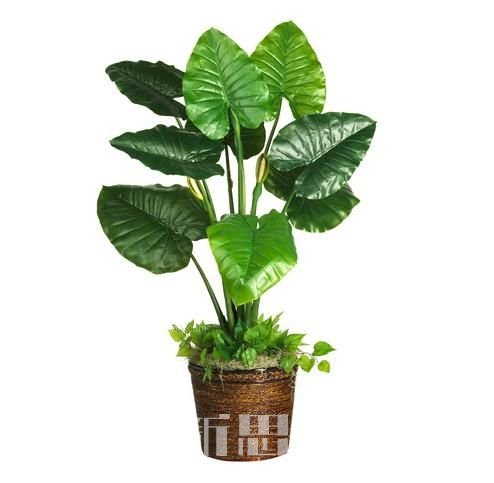 宽叶植物